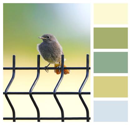 Black Redstart Bird Fledgeling Image